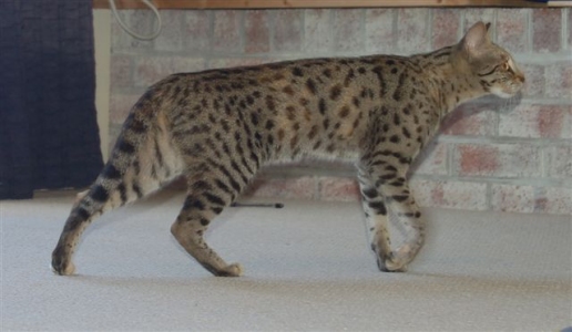 Cat Photo